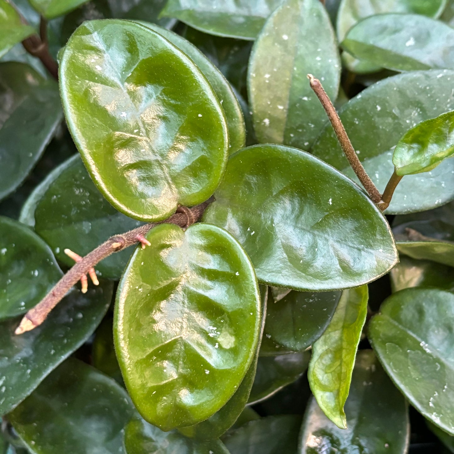 Hoya compacta Krinkle 8 IML 0186 H52