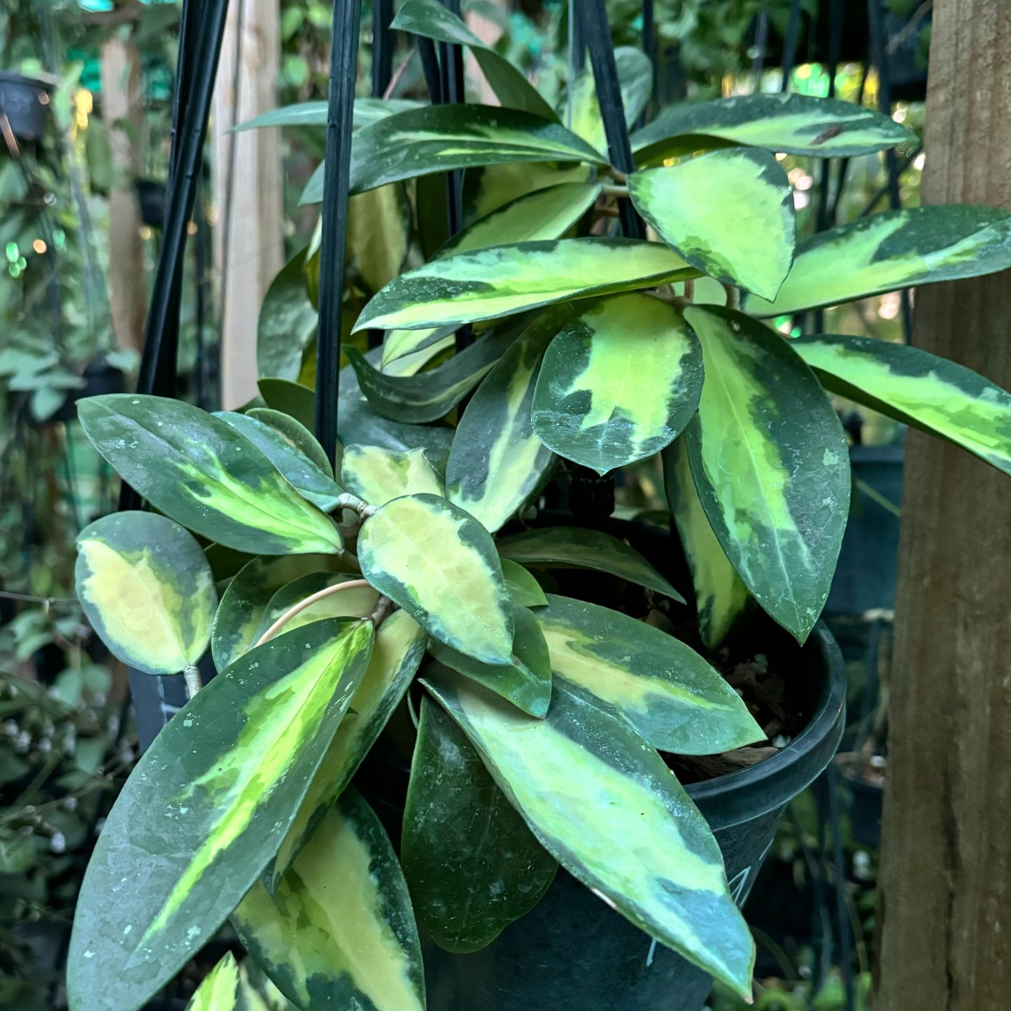 Hoya verticillata variegata IML 1578 H92