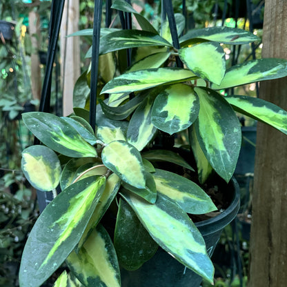 Hoya verticillata variegata IML 1578 H92
