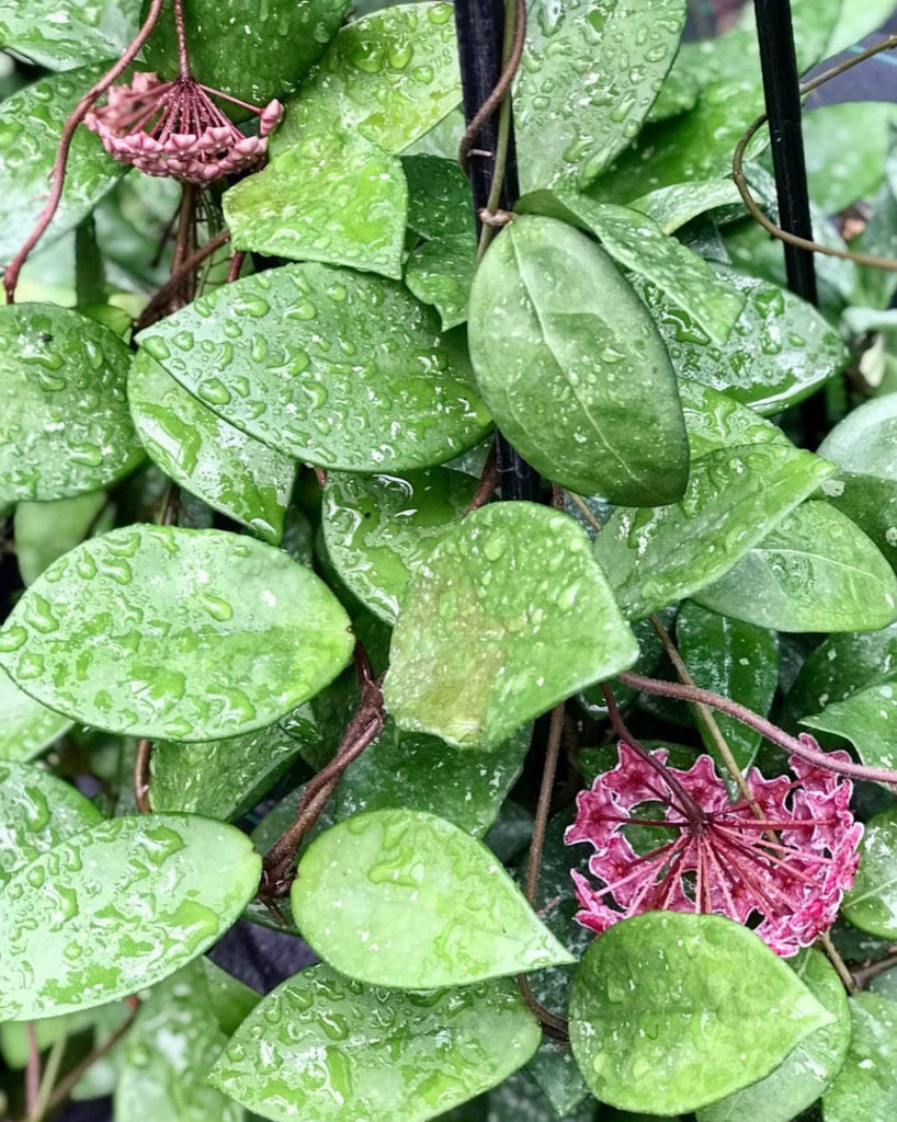 Hoya sp. Ban Ngong Ngoy IML 1514 H170