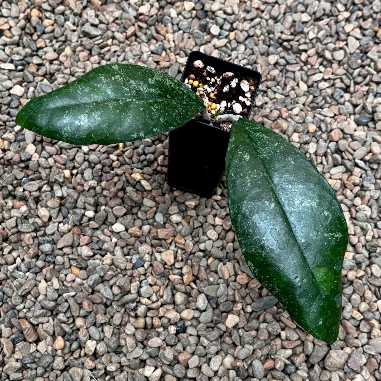 Hoya finlaysonii Malaysia IML 0398 H60
