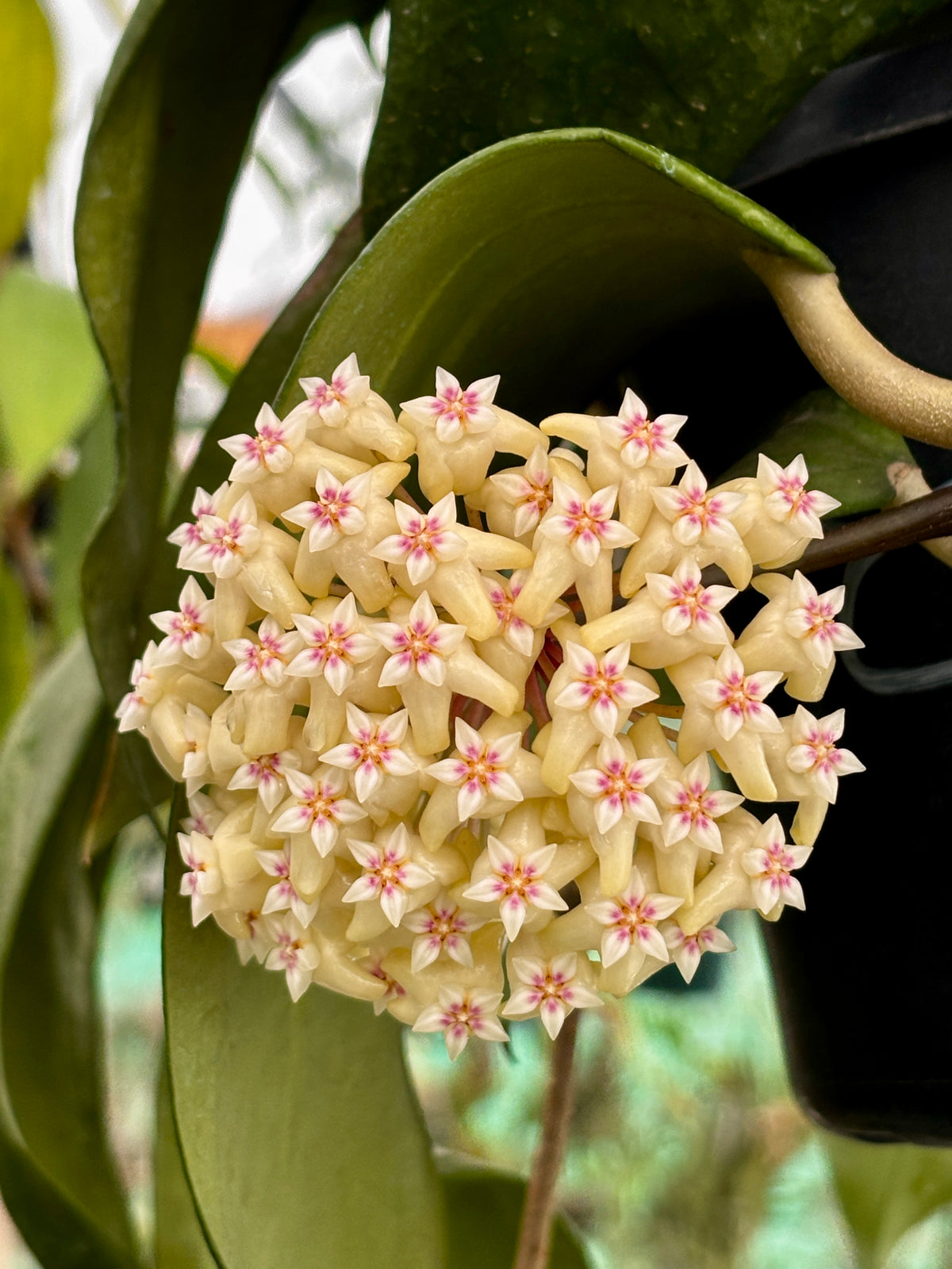 Hoya rigida IML 1424 H80
