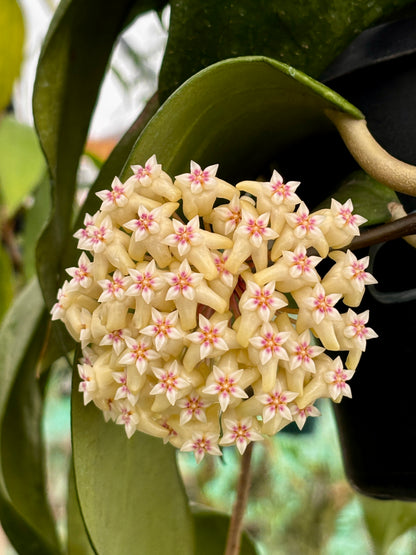 Hoya rigida IML 1424 H80