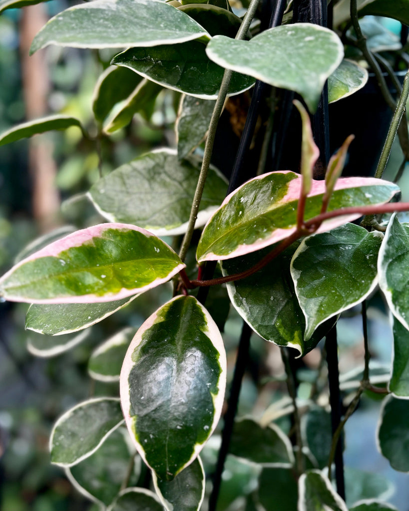 Hoya carnosa 'Tricolor' IML 0077 H130