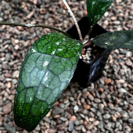 Hoya aff. clemensiorum H488