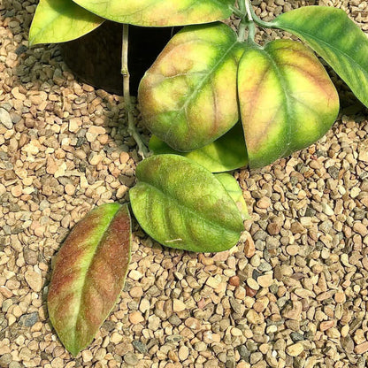 Hoya magnifica IML 0152 H108