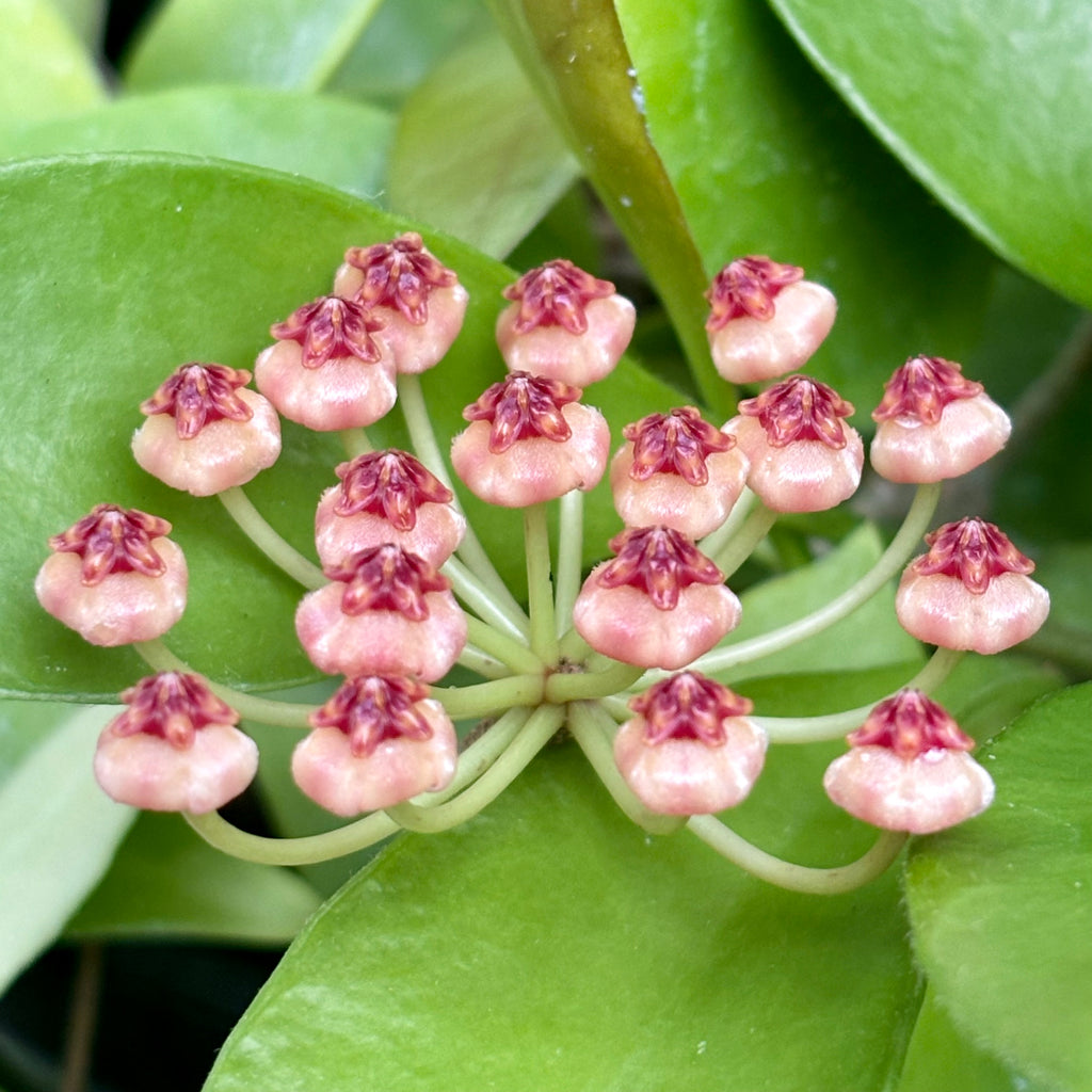 Hoya litoralis H31