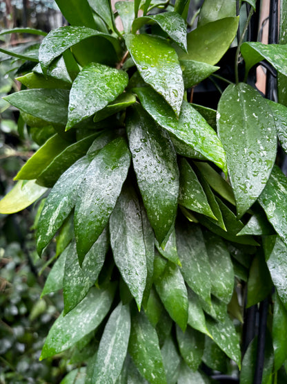Hoya memoria IML 0107 H109