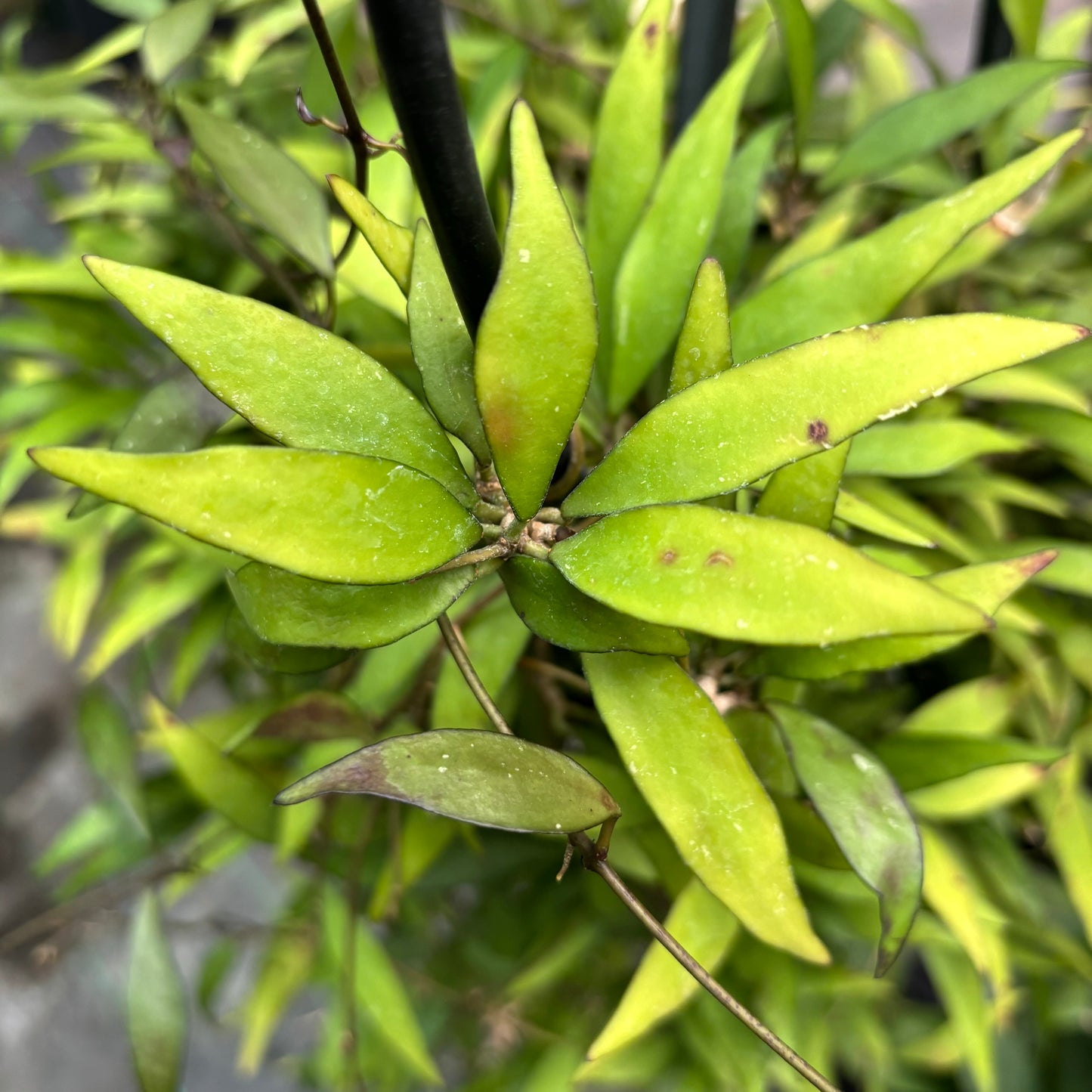 Hoya parviflora H181