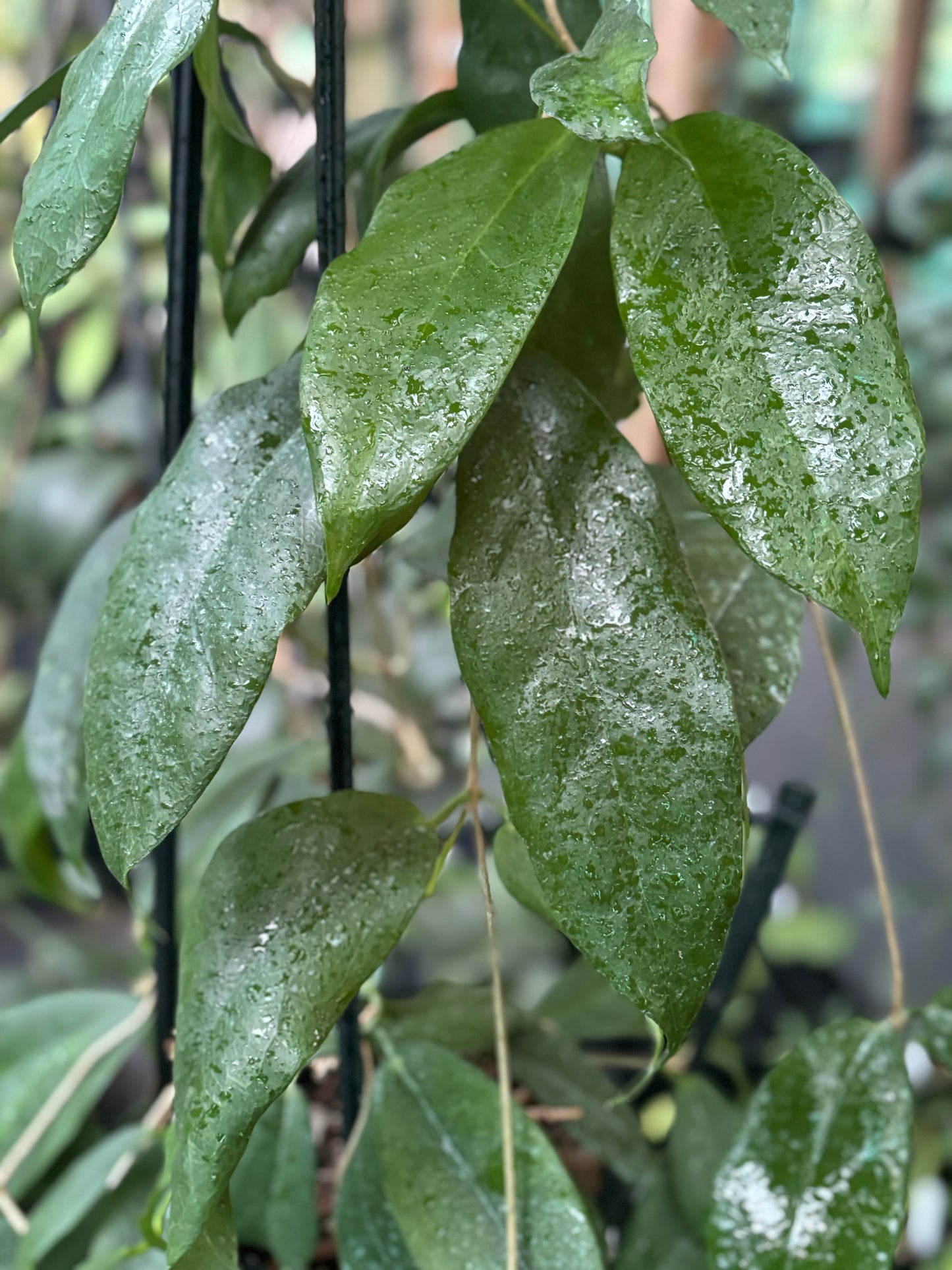 Hoya subcalva IML 0484 H83