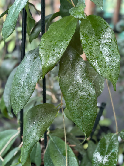 Hoya subcalva IML 0484 H83