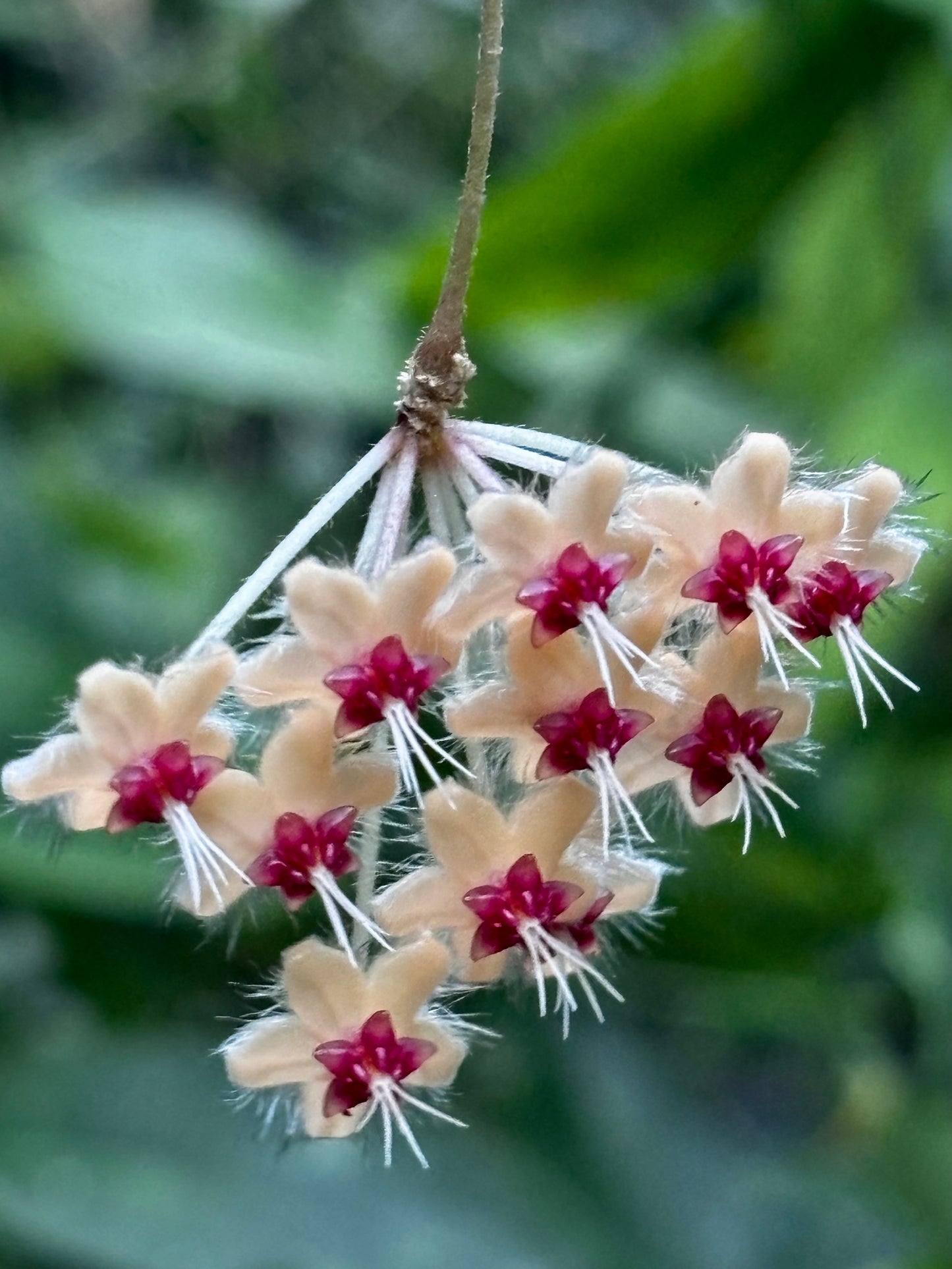 Hoya flagellata (gold) H344