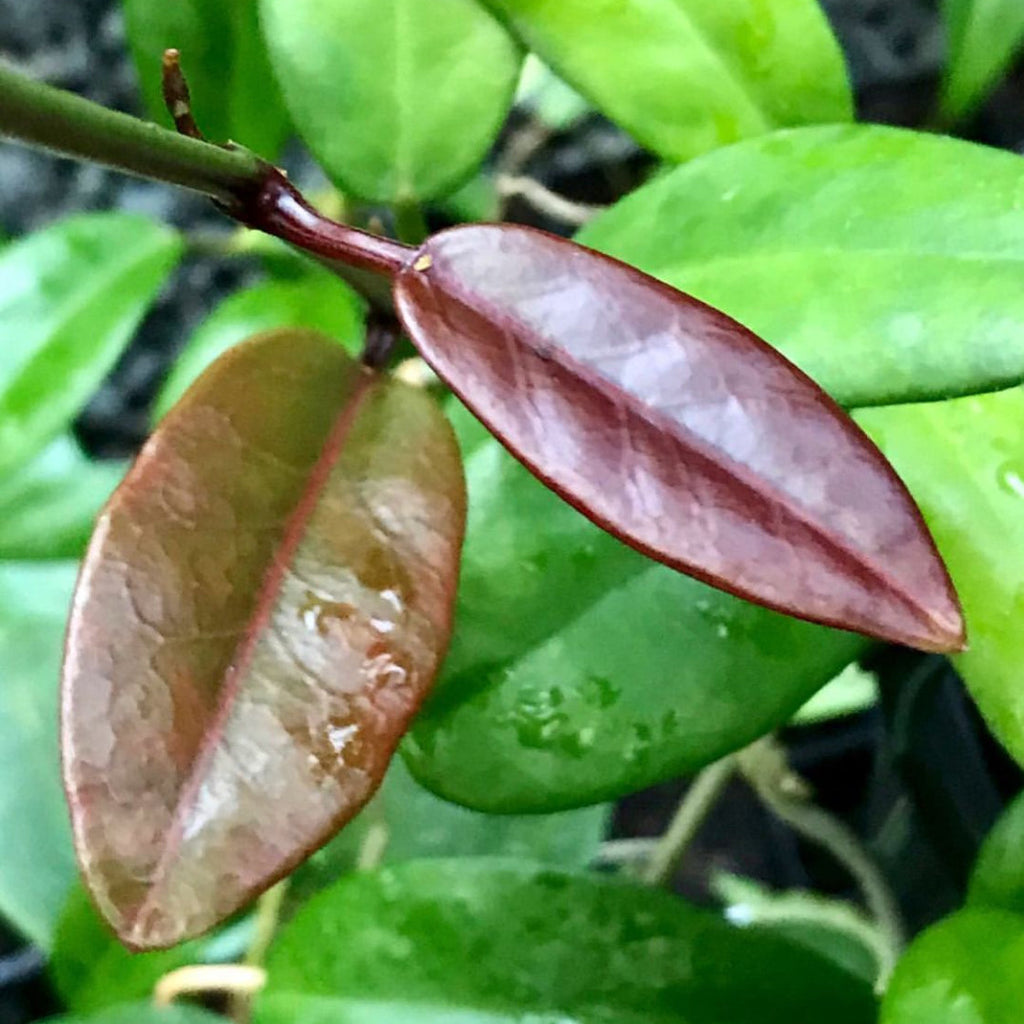Hoya australis ssp. tenuipes H6