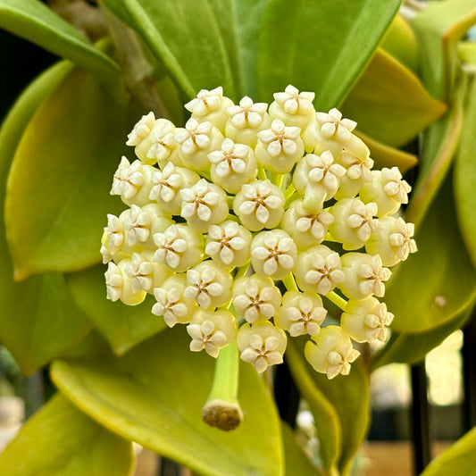 Hoya pachyclada IML 0523 H25