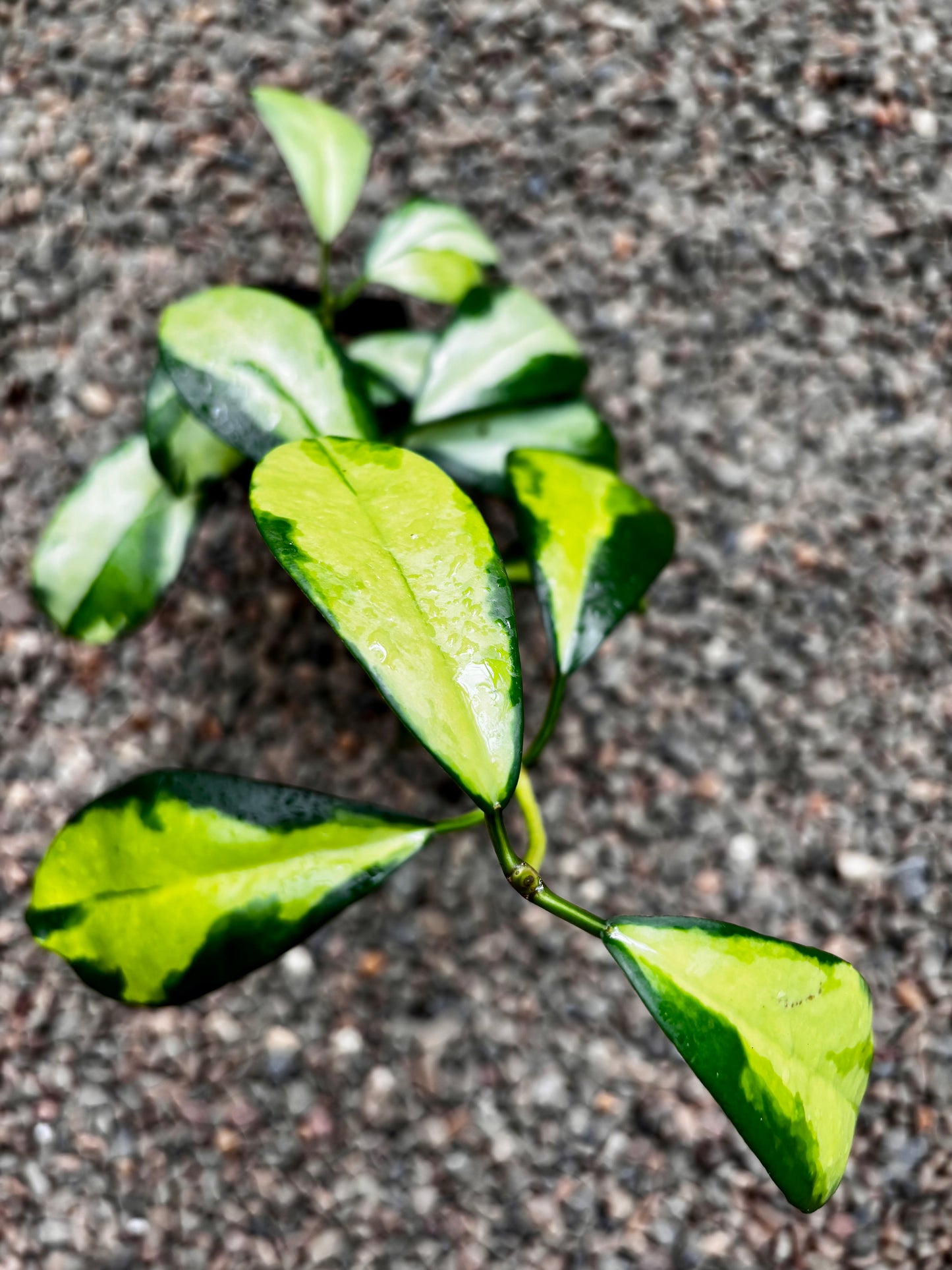Hoya diversifolia 'Maharani' (variegata) H477