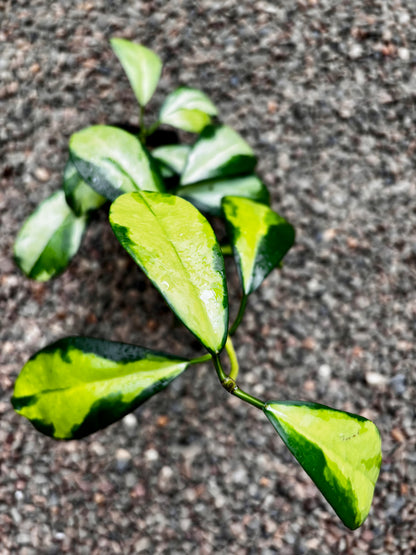 Hoya diversifolia 'Maharani' (variegata) H477