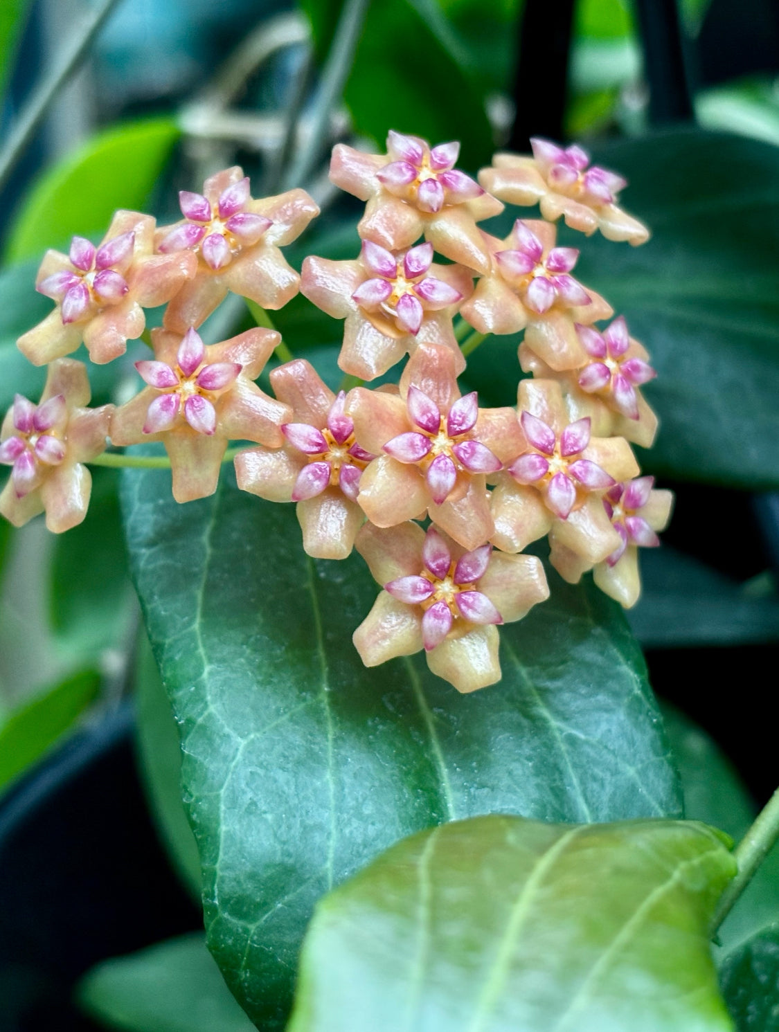 Hoya palawanica IML 1605 H254