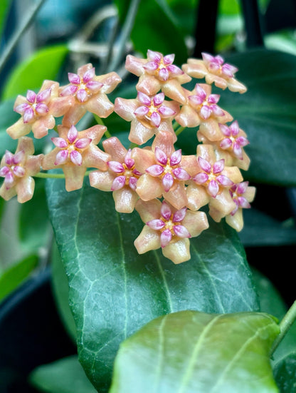 Hoya palawanica IML 1605 H254