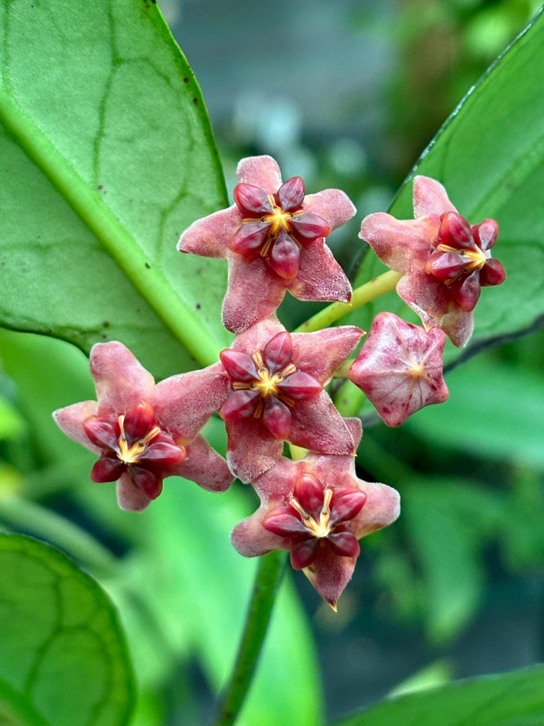 Hoya lobbii 'red' IML 1161 H244