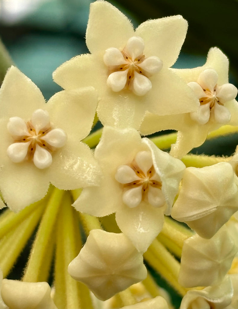 Hoya villosa Vietnam IML 1663 H156