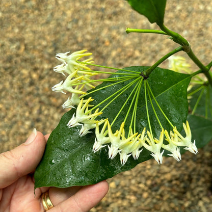 Hoya multiflora 'Shooting Star' IML 0182 H111