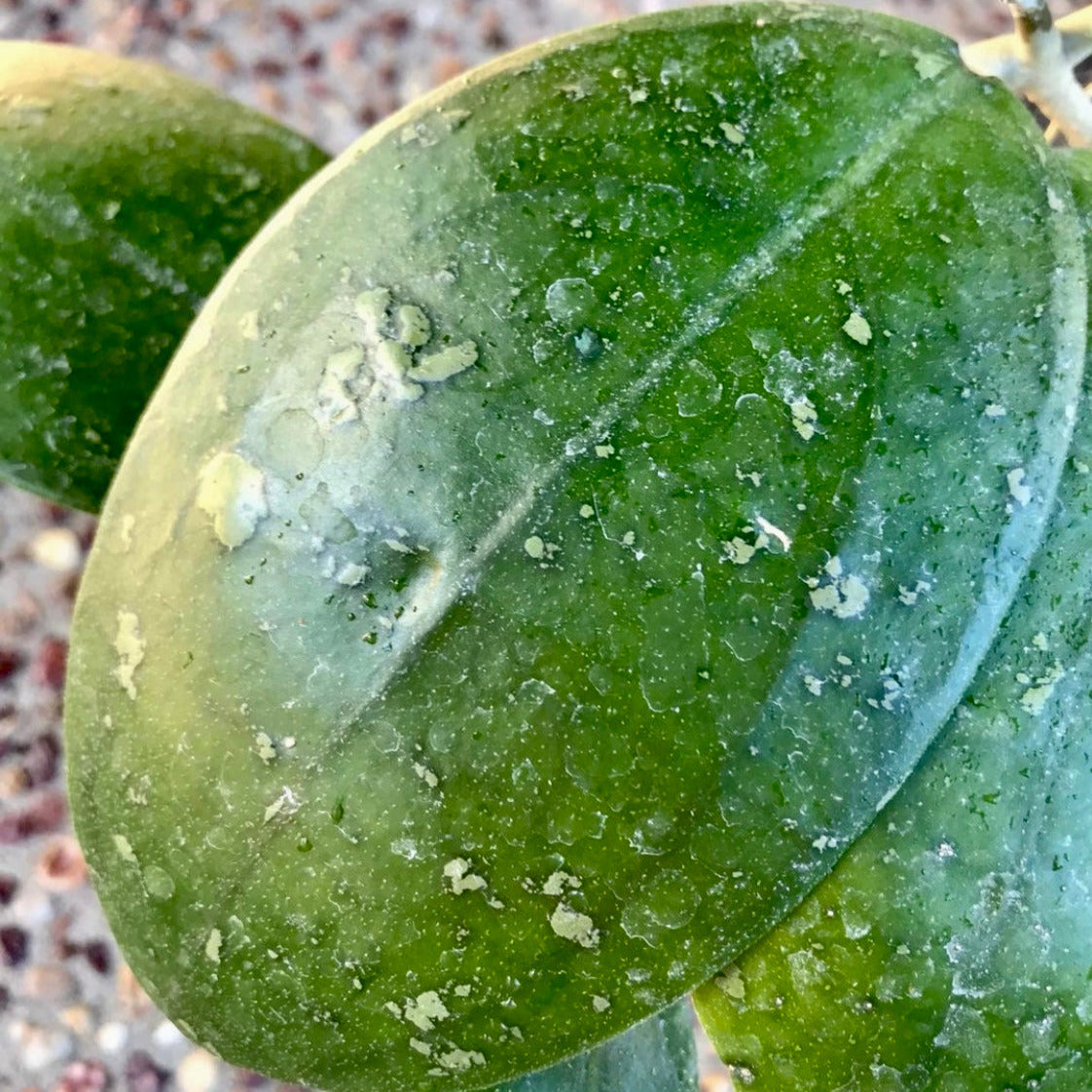 Hoya vitellina Java IML 1348 H88