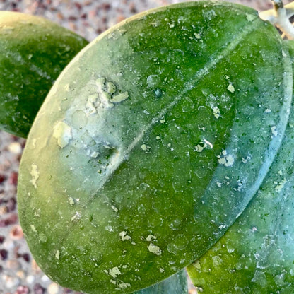 Hoya vitellina Java IML 1348 H88