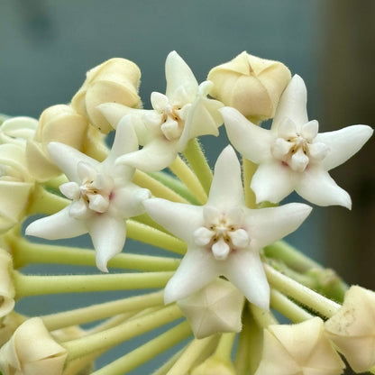 Hoya australis ssp. sanae IML 0171 H278