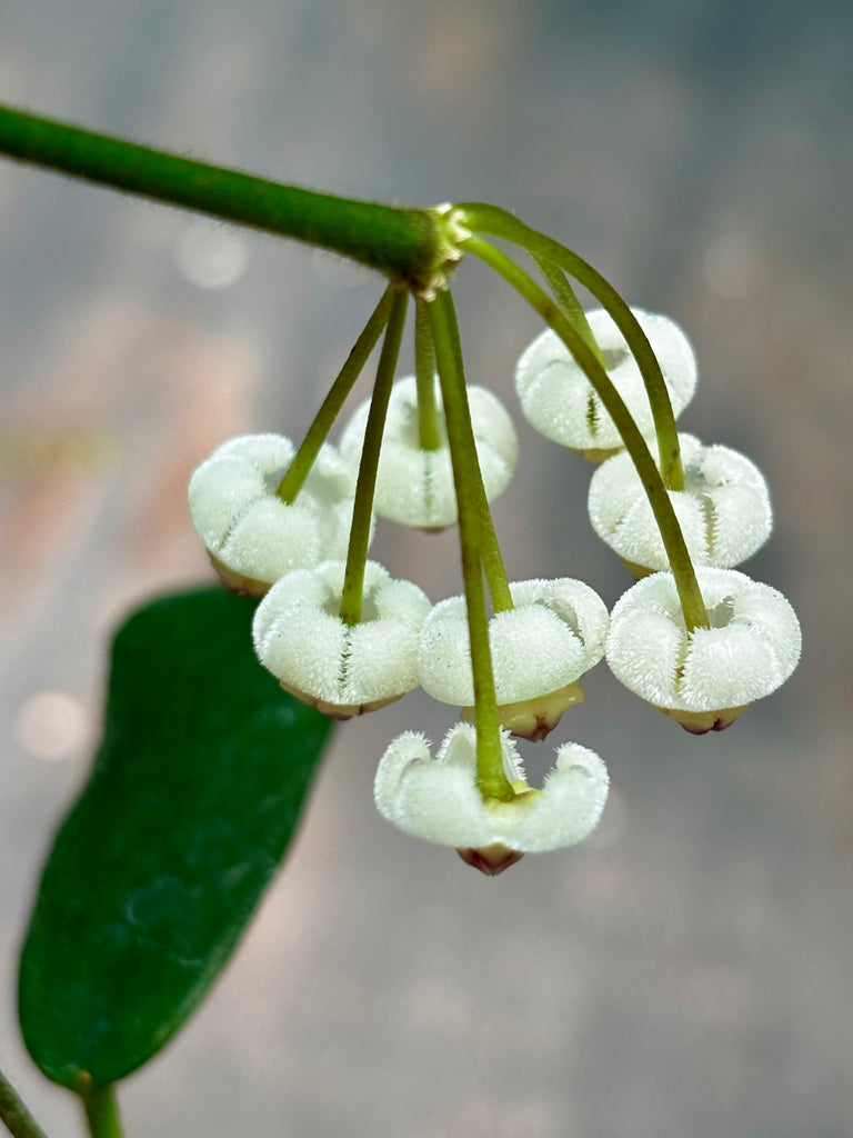 Hoya rotundiflora H291