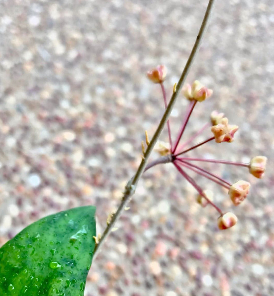 Hoya padangensis H175