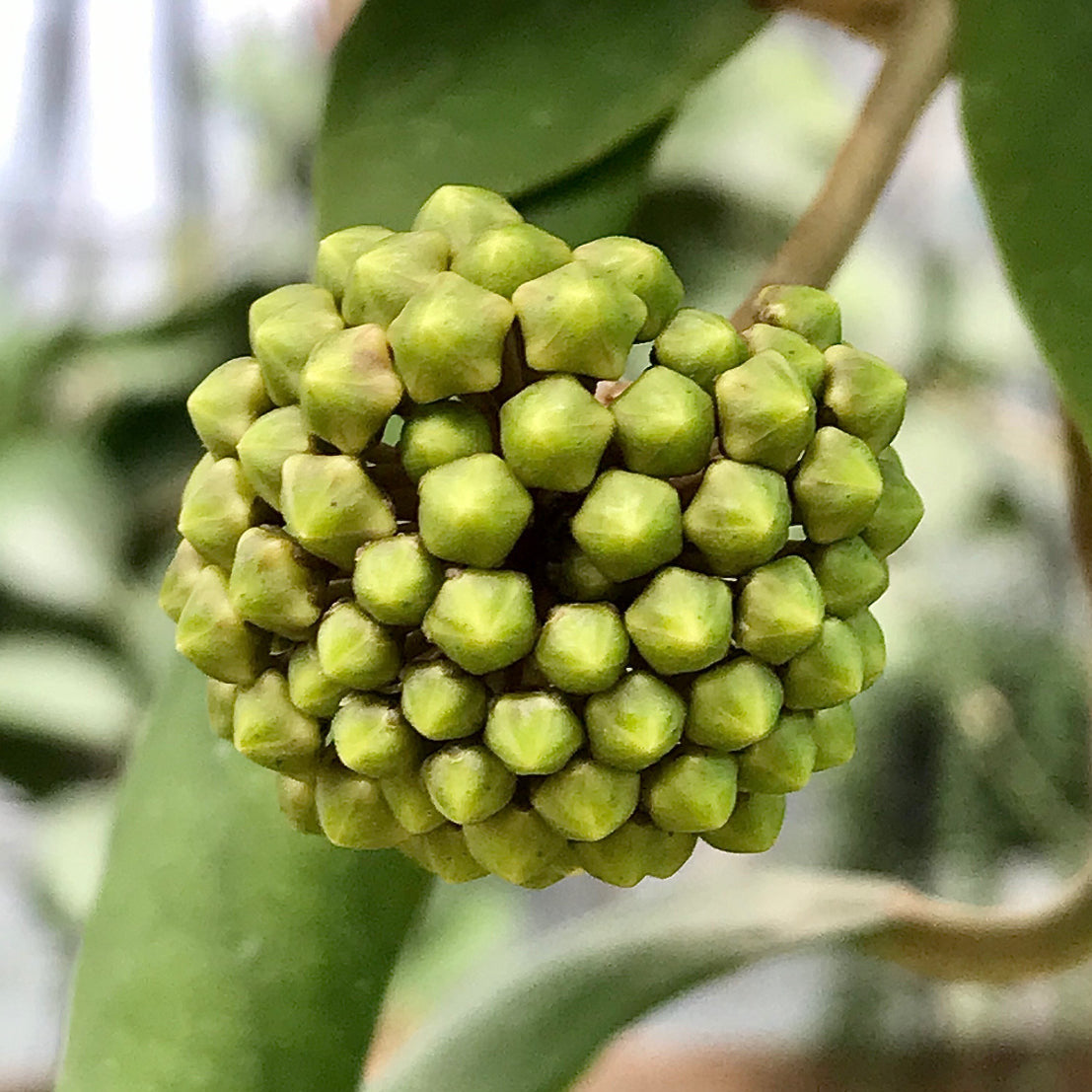 Hoya mindorensis H40