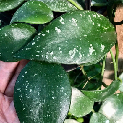 Hoya rundumensis H264