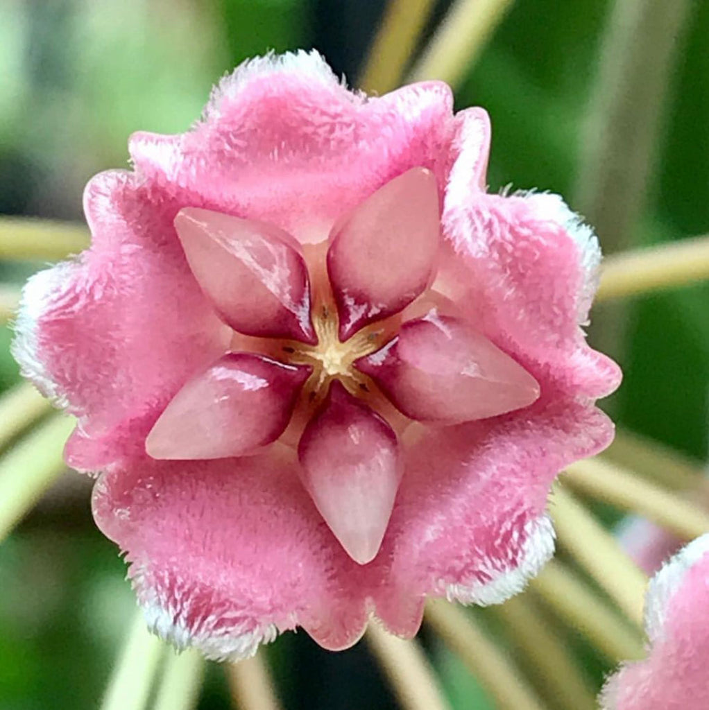 Hoya species 'Pink' H193