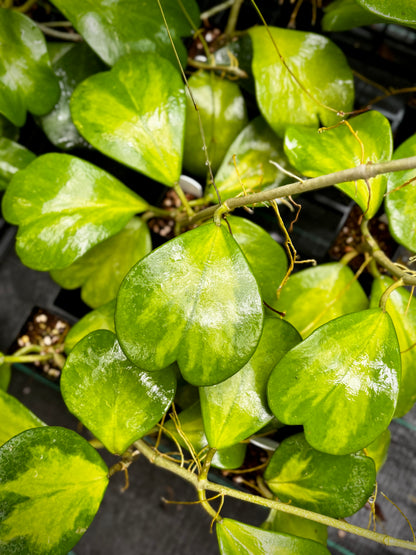 Hoya kerrii variegata IML 1497 H118