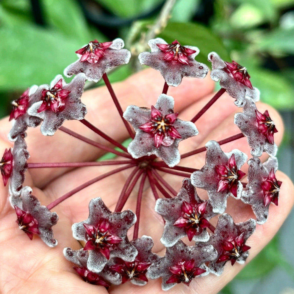 Hoya pubicalyx ‘Red Buttons’ IML 0268 H323