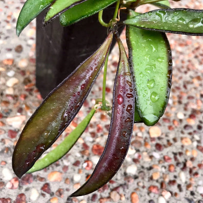 Hoya wayetii IML 1540 H89