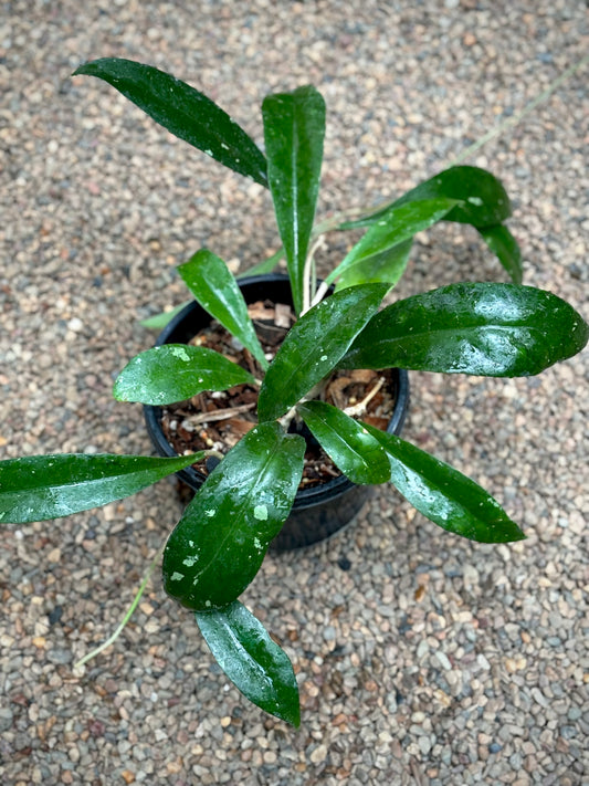 Hoya estrellaensis IML 1256 H232