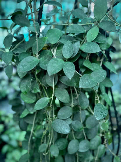 Hoya 'Chouke' H289