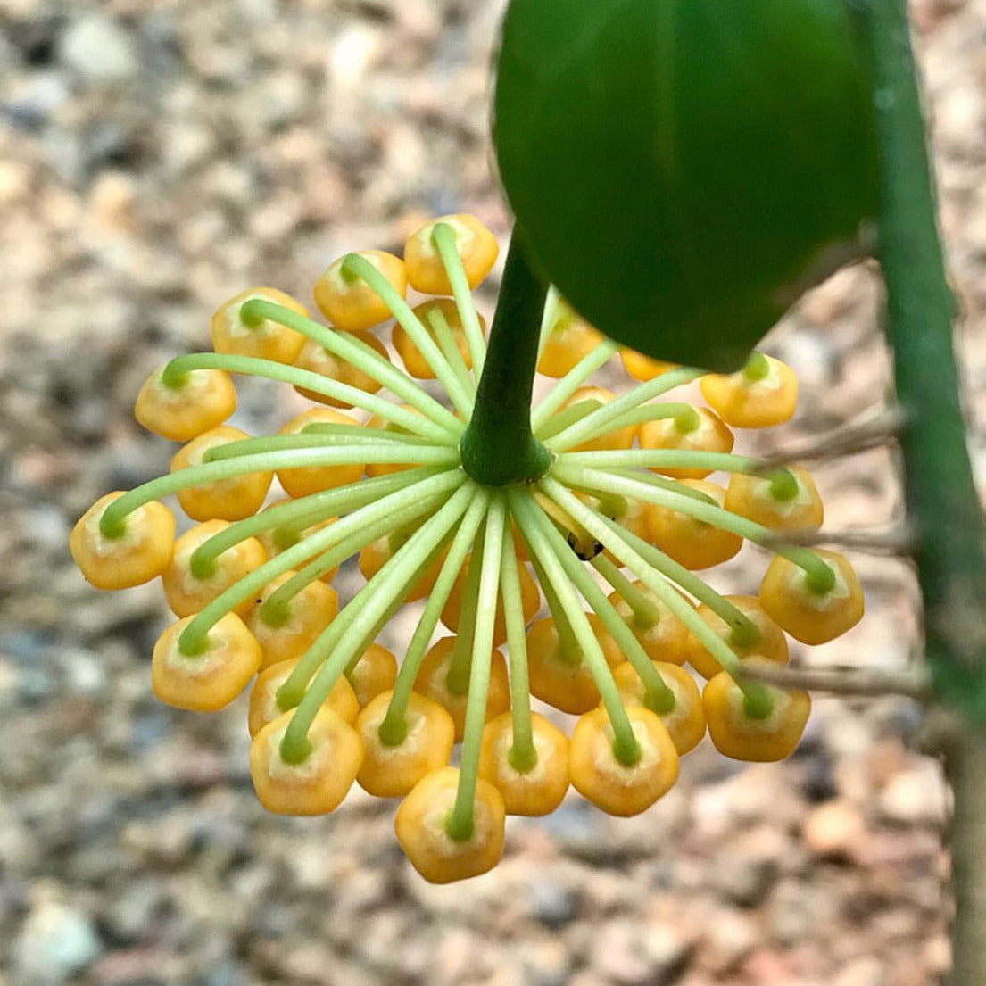 Hoya aff. lacunosa 'giant' IML 1813 H62