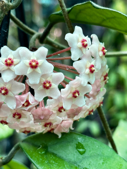 Hoya motoskei 'Snowball' IML 0203 H284