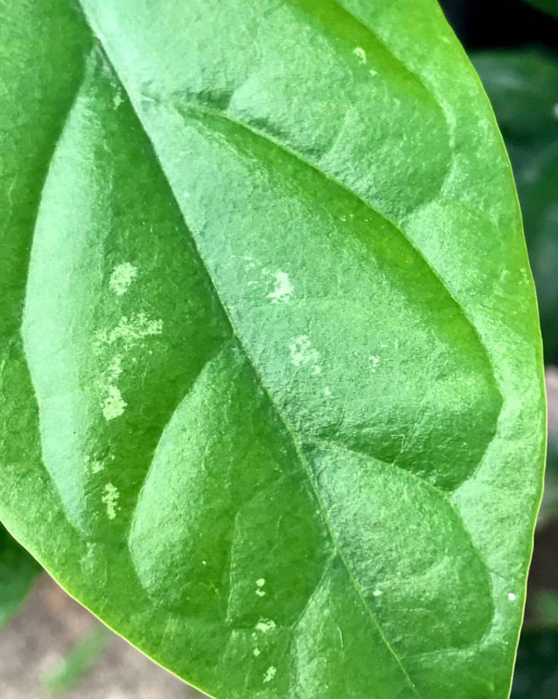 Hoya lasiantha IML 1766 H320
