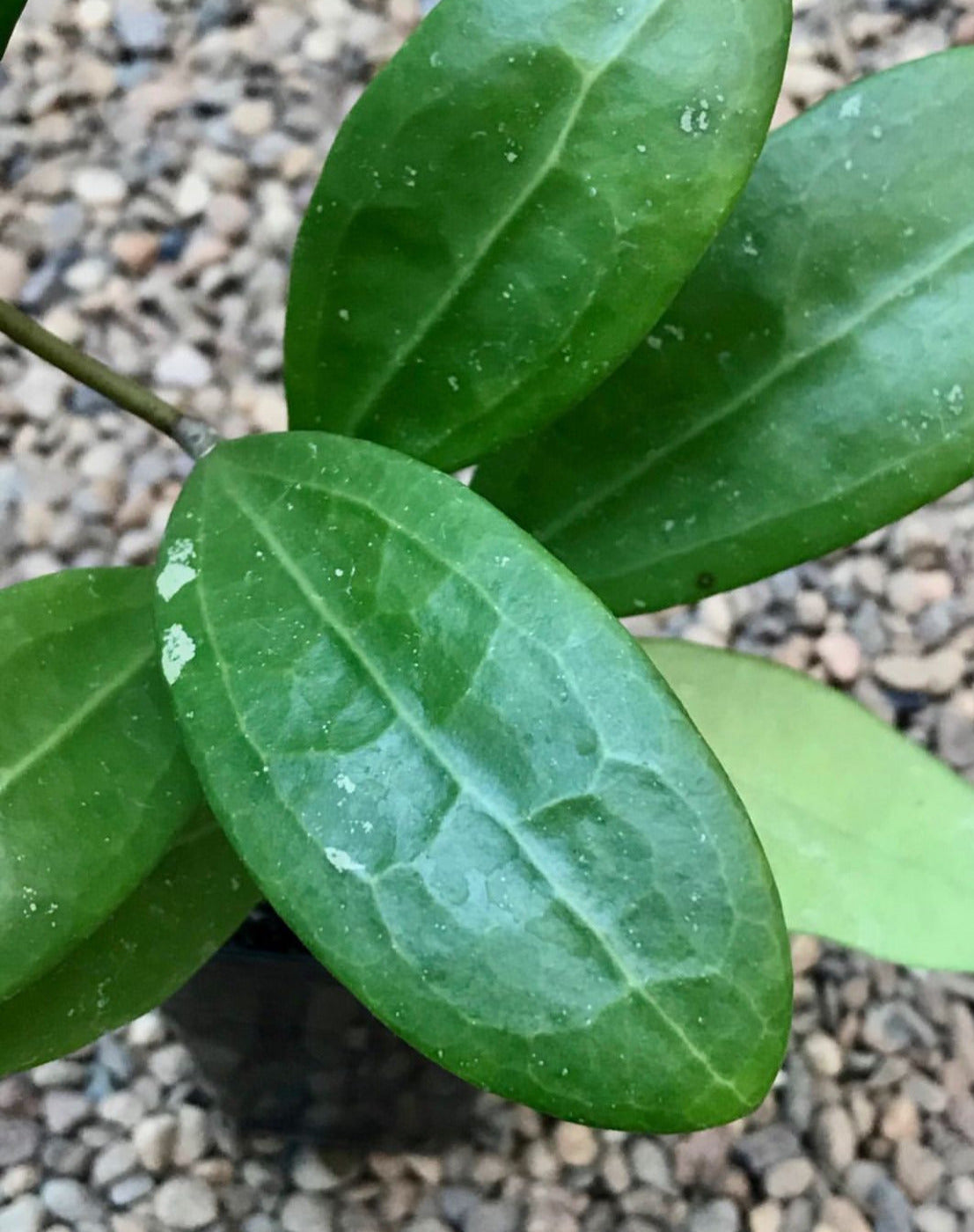 Hoya bhutanica IML 0224 H221