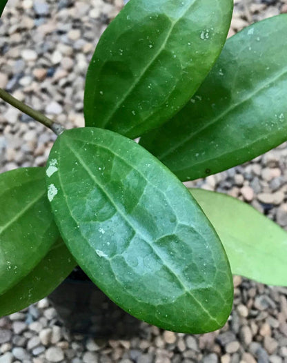 Hoya bhutanica IML 0224 H221