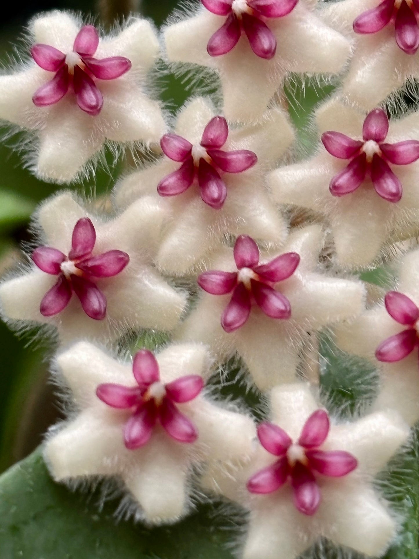 Hoya phuwaensis H317