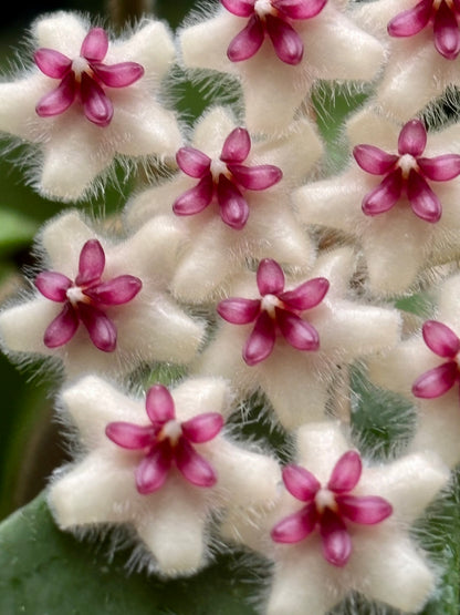 Hoya phuwaensis H317