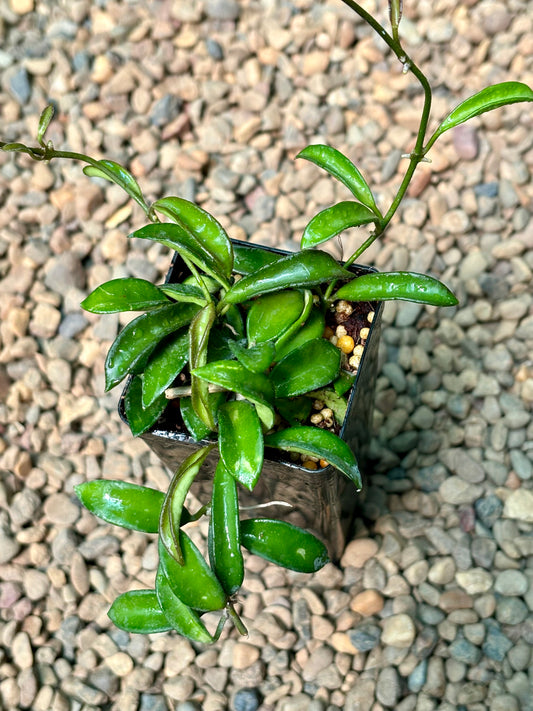 Hoya sp. Zambales H460