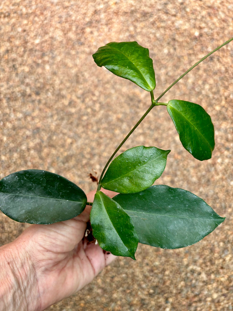 Hoya ischnopus H145