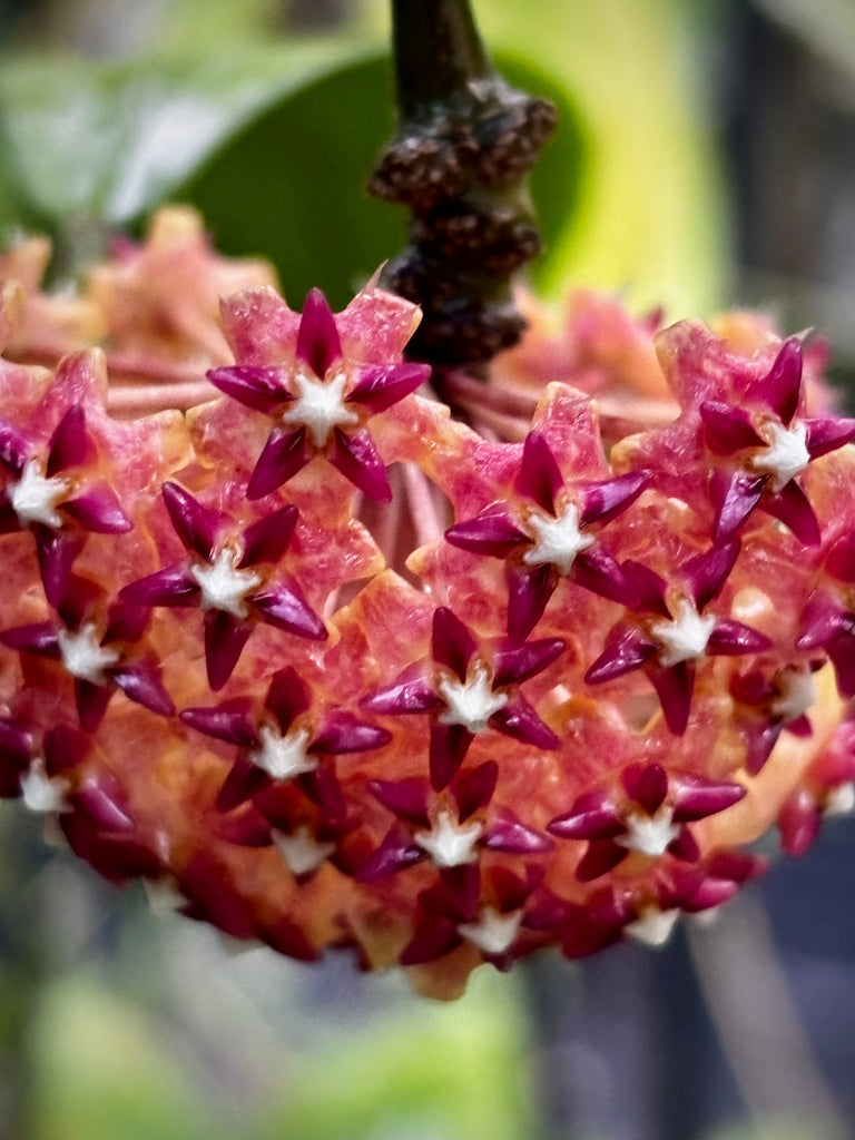 Hoya mindorensis ssp. Superba  IML 0768 H169
