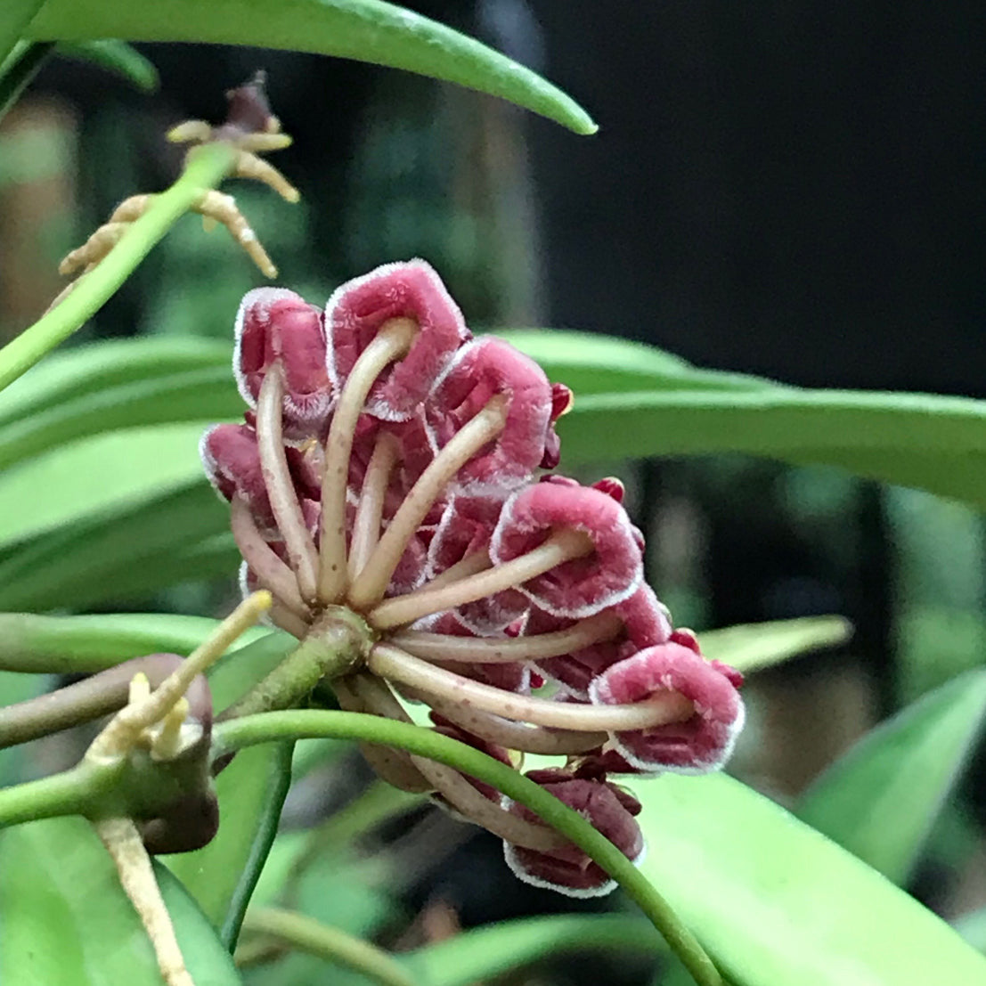 Hoya aff. kentiana Philippines IML 0834 H139