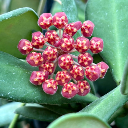 Hoya sp. aff. burtoniae H191